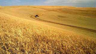المغرب يتوقع حصاد 3.2 مليون طن من الحبوب في 2022